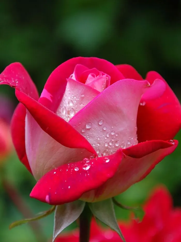 Composition florale raffinée avec des roses et fleurs de jardin